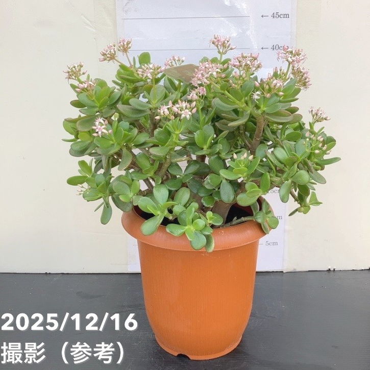 金のなる木 7号｜観葉10-TU | 観葉・多肉 | 赤塚植物園オンライン 花の