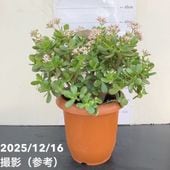 現品お届け】フィロデンドロン フロリダビューティー 3.5号ロング