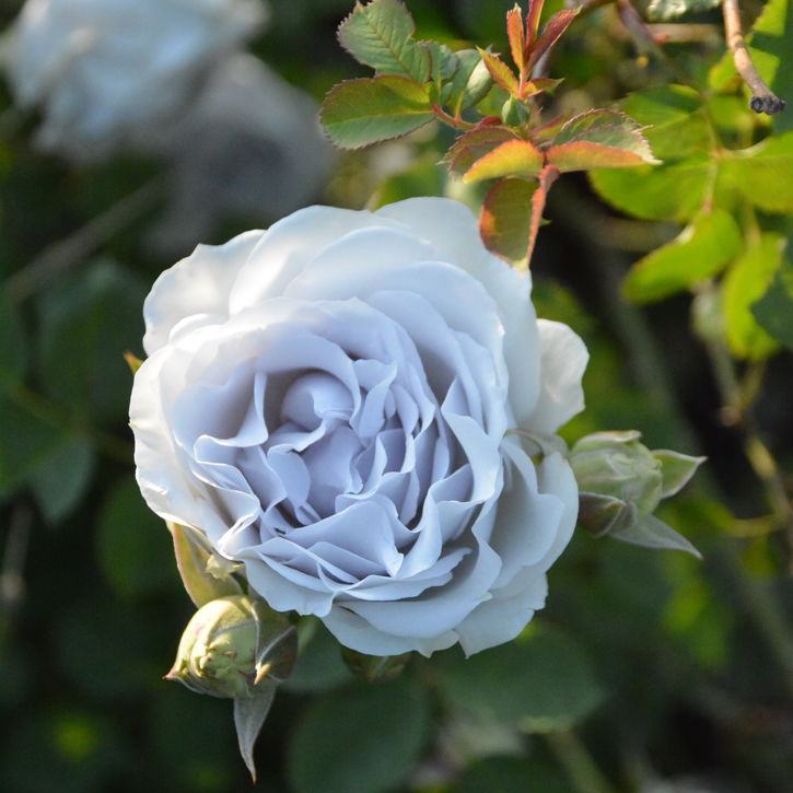 バラ大苗 ポルト・ブルー
