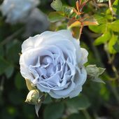 一点物】加藤農園 クリスマスローズ アフロディーテ 4.5号（KT15