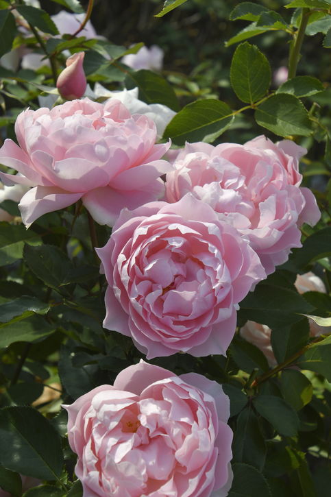 花木・庭木,バラの購入なら赤塚植物園オンライン 花の音｜花苗