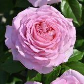 バラ大苗 シャルール 7号 ロサ・オリエンティス｜花木04-PA | 花木