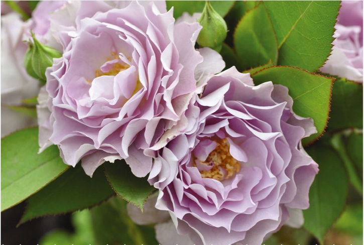 バラ大苗 清流 7号ロングスリット鉢 河本バラ園 河本純子さん｜花木04