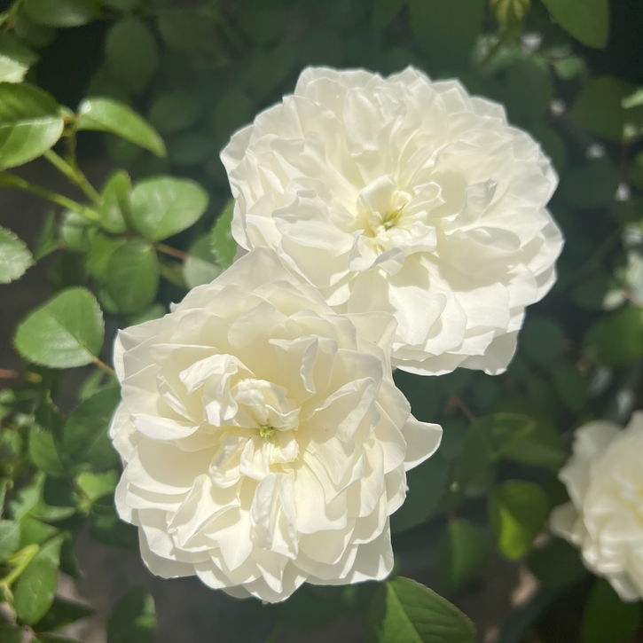 バラ エトワール ブラン