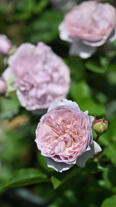花木・庭木,バラ,河本バラ園の購入なら赤塚植物園オンライン 花の音