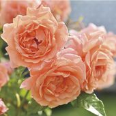 バラ新苗 パニエ 4号 河本バラ園 河本麻記子さん ローズ・ドゥ