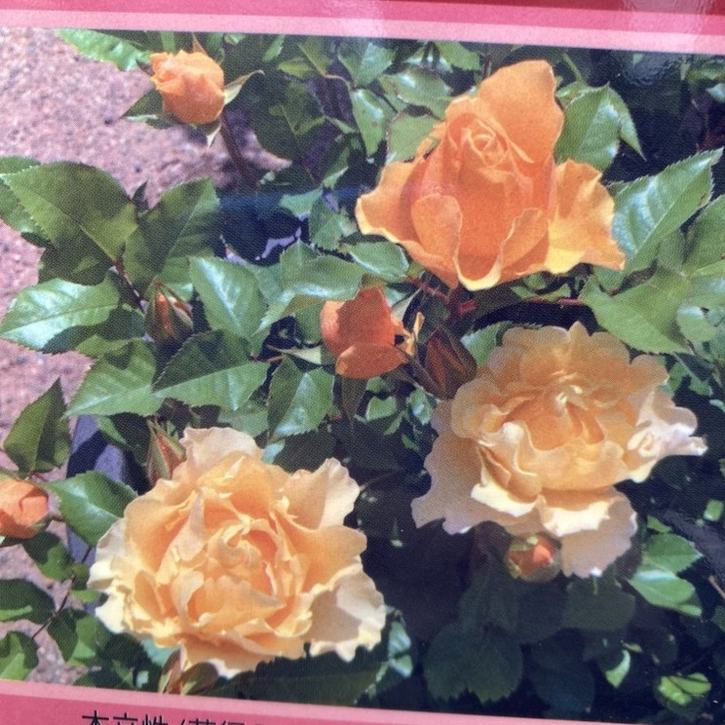 バラ大苗 カチューシャ 7号 京阪園芸｜花木04-PA | 花木・庭木,バラ