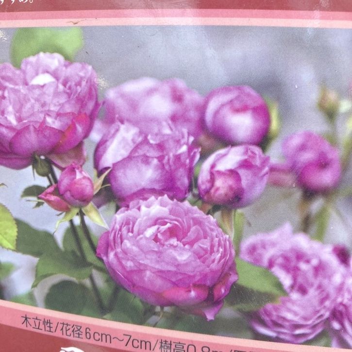 バラ大苗 カレス 7号 京阪園芸｜花木04-PA | 花木・庭木,バラ | 赤塚