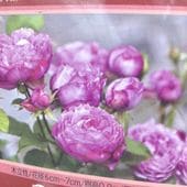 シンビジューム ピンク系 6号 5本立｜洋蘭04-PA | ギフト,胡蝶蘭・洋