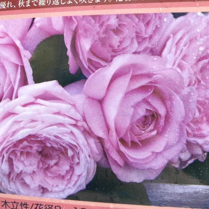 バラ大苗 モガ 7号 京阪園芸|花木04-PA
