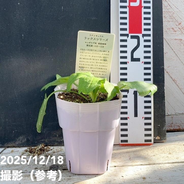 ラナンキュラス ラックスシリーズ 3.5～4号 ニノス｜草花04-PA