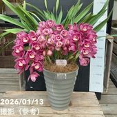 シンビジューム アーチ 7号陶器鉢 3本立 エンザンスプリング