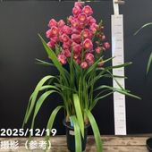 シンビジューム 8号 陶器鉢 3本立 マリーローランサン｜s200｜洋蘭04