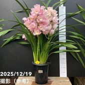 シンビジューム 8号 陶器鉢 3本立 マリーローランサン｜s200｜洋蘭04