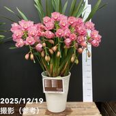 シンビジューム アーチ 7号陶器鉢 4本立 ピンクペルペチュエル｜s200