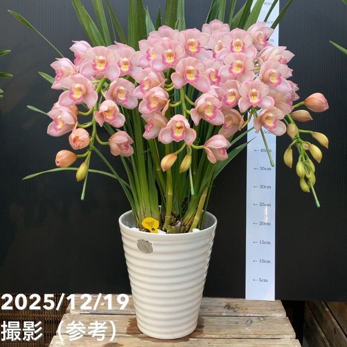 シンビジューム アーチ 8号陶器鉢 4本立 クリスタルハート 恋空