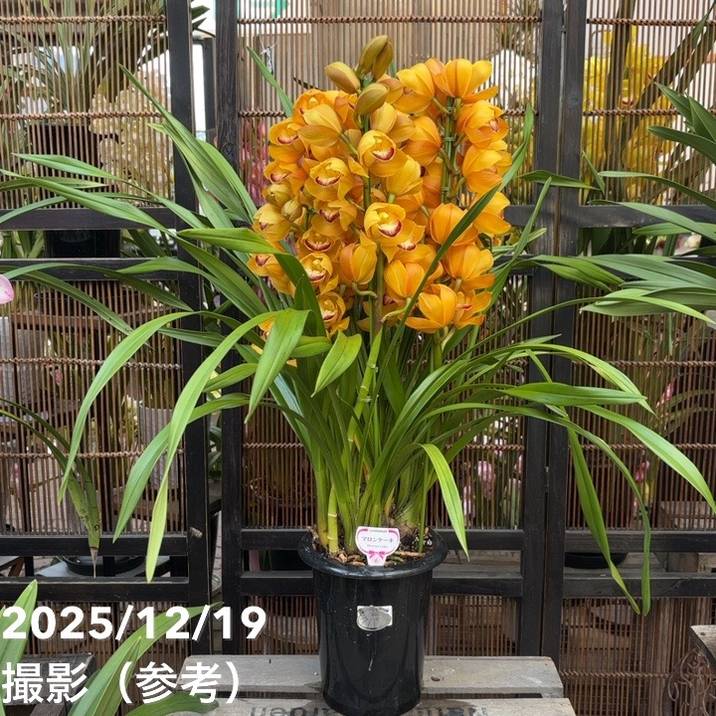 草花,洋ランの購入なら赤塚植物園オンライン 花の音｜花苗