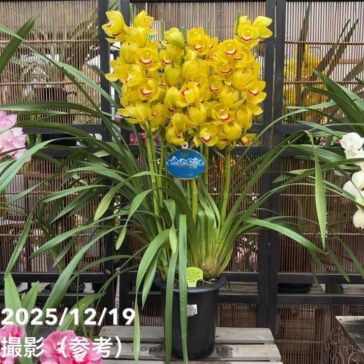 シンビジューム 6号プラ鉢 5本立 スプリングナイト ディープインパクト