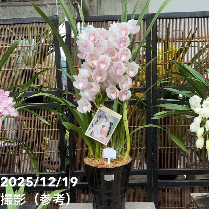 ギフト,胡蝶蘭・洋ランの購入なら赤塚植物園オンライン 花の音｜花苗