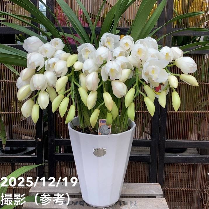 シンビジューム アーチ 8号陶器鉢 5本立 エンゼルナースユキ 冬の