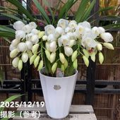 ☆シンビジューム☆マリー・ローランサン☆ストレート型☆8号鉢☆3F☆入手困難☆ シンビジューム 8号 陶器鉢 3本立 マリーローランサン｜s200｜洋蘭04