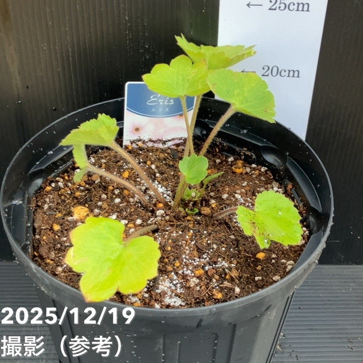 ラナンキュラス ラックス 7号 エリス｜草花10-TU | 草花