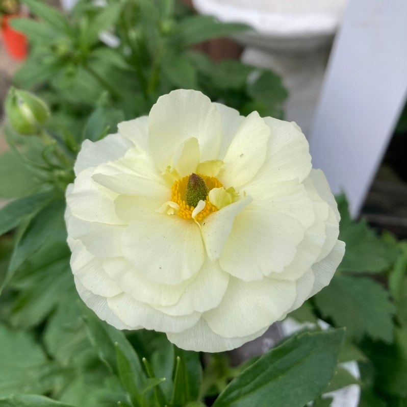 ラナンキュラス ラックス 8号 グレーシス｜草花10-TU | 草花