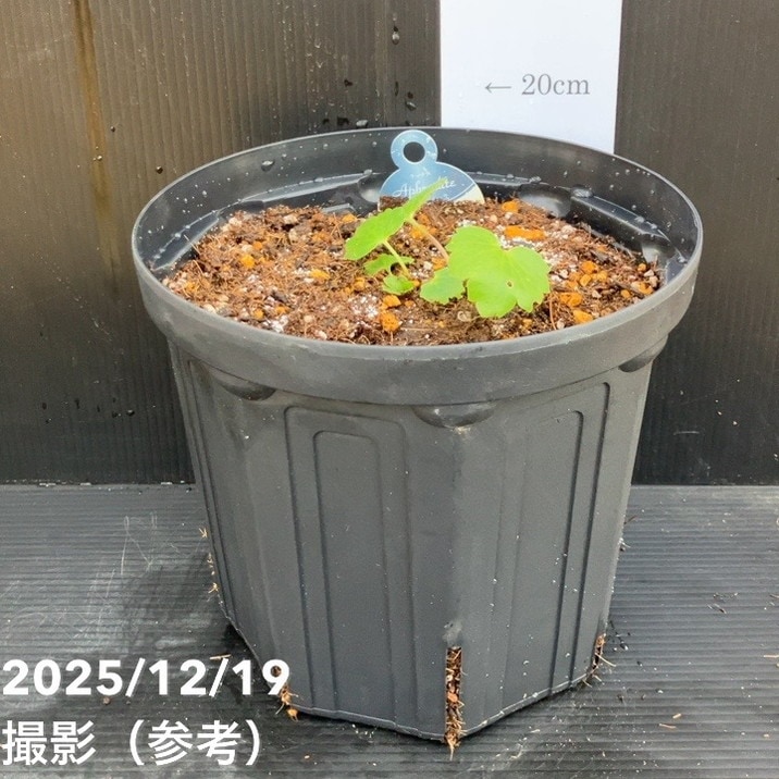 ラナンキュラス ラックス 7号 アフロディーテ|草花10-TU