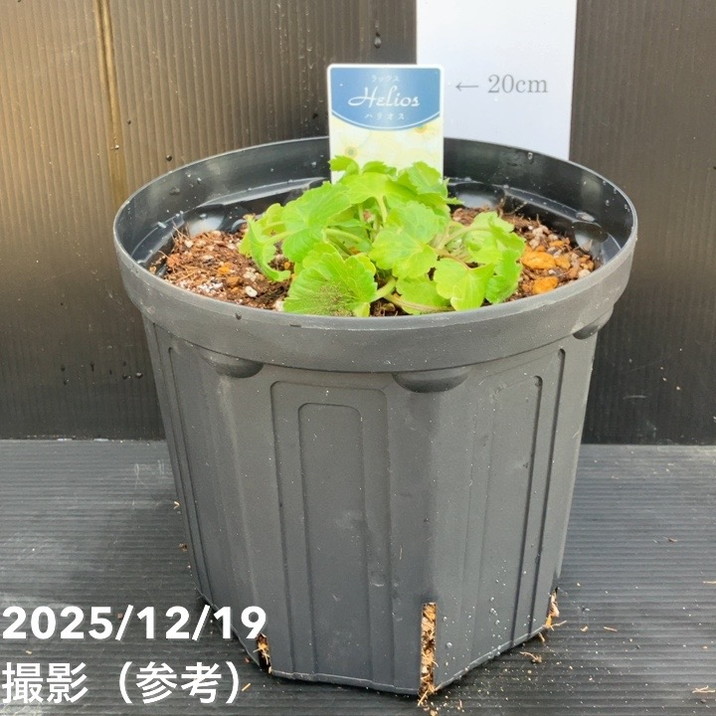 ラナンキュラス ラックス 大鉢