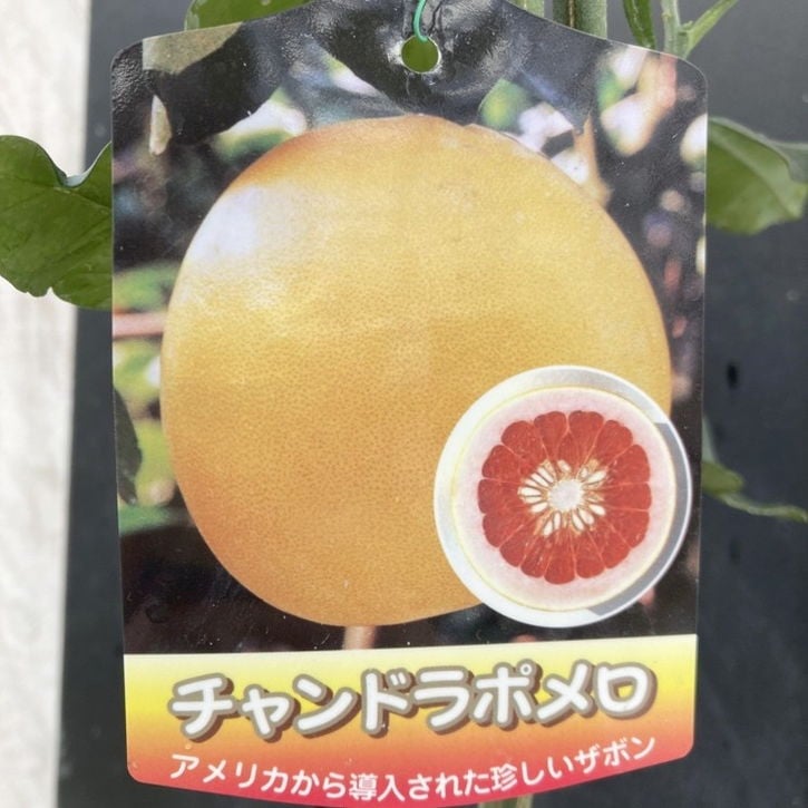 ザボン チャンドラポメロ