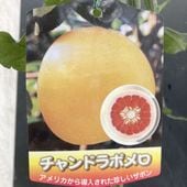 デコポン 不知火 5号 1年生苗｜柑橘｜果樹04-PA | 果樹,柑橘 | 赤塚