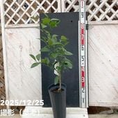 苔トレー スナゴケ 砂苔｜山野04-PA | □キーワードから探す,和・日本