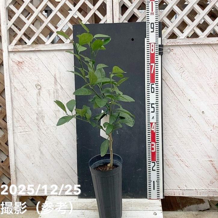 みかん 寿太郎（じゅたろう） 5号ロングポット｜柑橘｜果樹04-PA