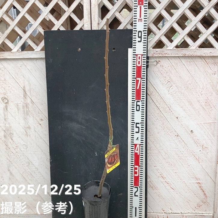 果樹,ナッツ類の購入なら赤塚植物園オンライン 花の音｜花苗