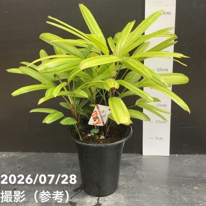 観葉・多肉,[珍しい観葉]の購入なら赤塚植物園オンライン 花の音｜花苗