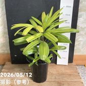激レア！現品お届け】サイカス カイルンシアナ（ブルーソテツ）8号