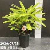 観音竹 瑞晃錦 4号｜観葉10-TU | 観葉・多肉 | 赤塚植物園オンライン