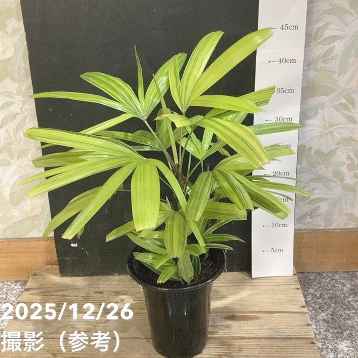 観音竹 綾錦 5号|観葉04-PA