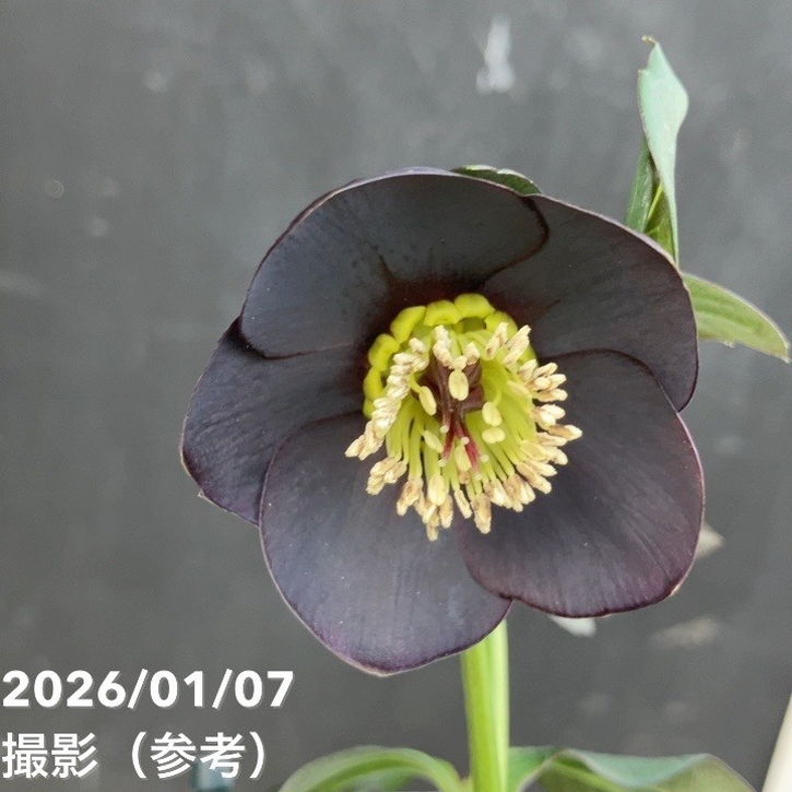 【極希少】堀切園 写楽ハイブリッド ウィンターシンフォニー漆黒のダブル咲き 一点物】堀切園 クリスマスローズ ウィンターシンフォニー 5号角鉢