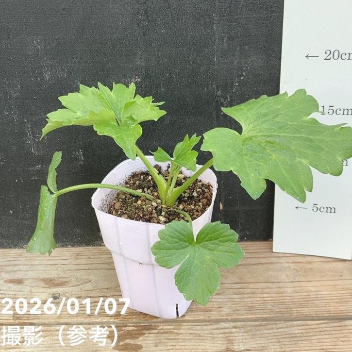 ラナンキュラス アポロン