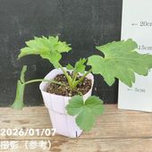 シンビジューム 6号プラ鉢 5本立 スプリングナイト ディープインパクト