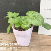 パキラ ミルキーウェイ 5号 5 斑入りパキラ ミルキーウェイ 5号｜観葉04-PA | 観葉・多肉,パキラ