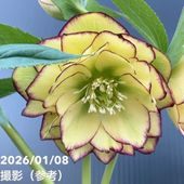 一点物】加藤農園 クリスマスローズ アフロディーテ 4.5号深ポリ（KT2