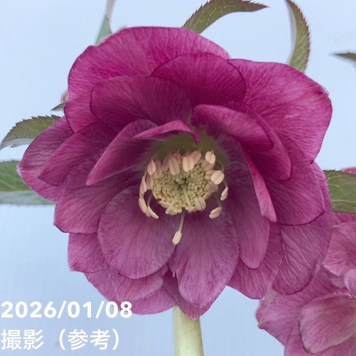 【お買い得一点物咲き進み株】堀切園 クリスマスローズ ウィンターシンフォニー 5号角鉢（WS10）｜山野04-PA