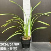 花芽2個付き＞キンリョウヘン 4号（原種 赤花系）｜ミツバチ蘭｜洋蘭10