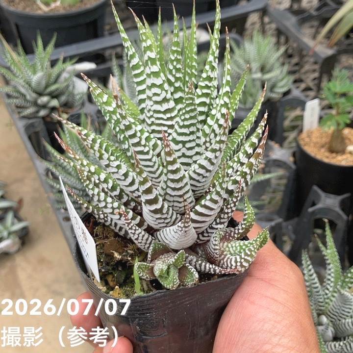 決算P5倍！10%OFF！8/2まで】ハオルチア 十二の巻（ジュウニノマキ