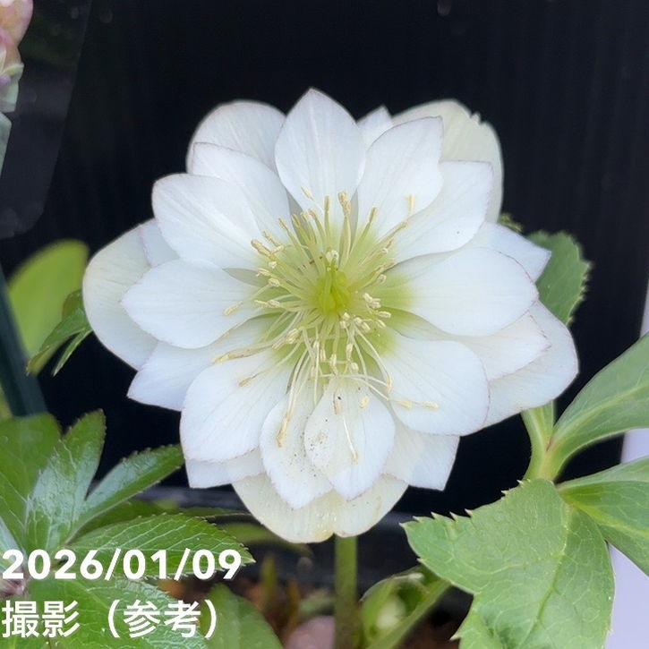 【お買い得一点物咲き進み株】堀切園 クリスマスローズ ウィンターシンフォニー 5号角鉢（WS12）｜山野04-PA