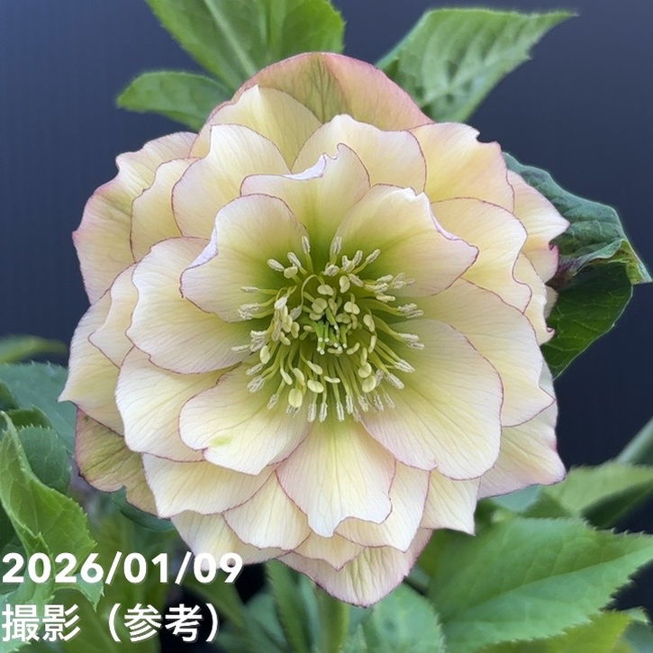 クリスマスローズ WS13