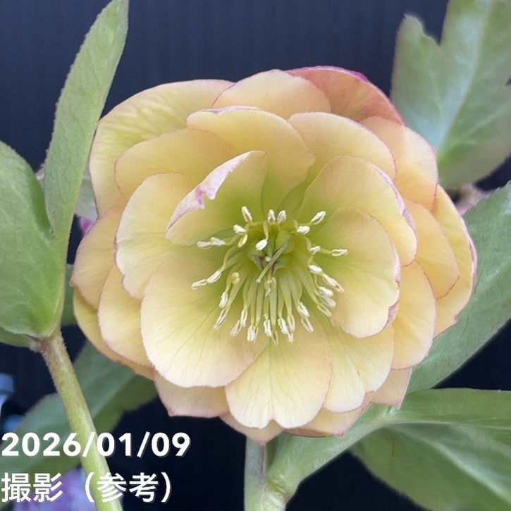 【一点物】堀切園 クリスマスローズ ウィンターシンフォニー 5号角鉢（WS19）｜山野04-PA