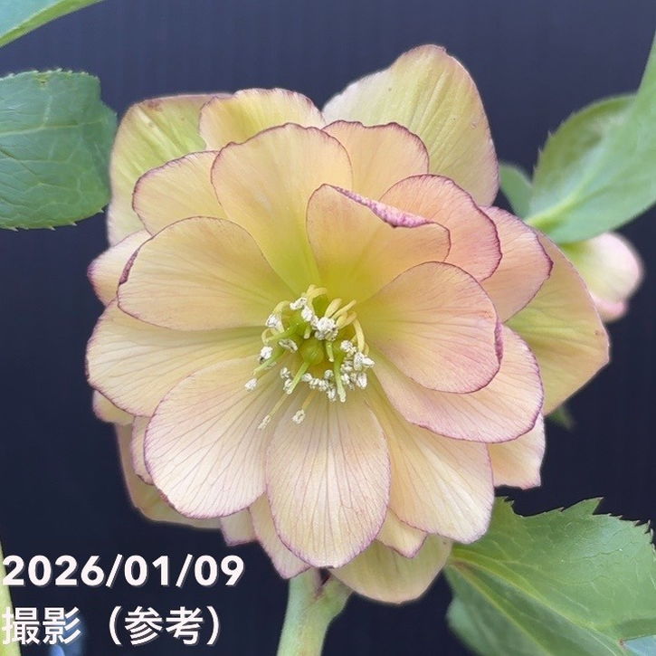 【一点物】堀切園 クリスマスローズ ウィンターシンフォニー 5号角鉢（WS20）｜山野04-PA